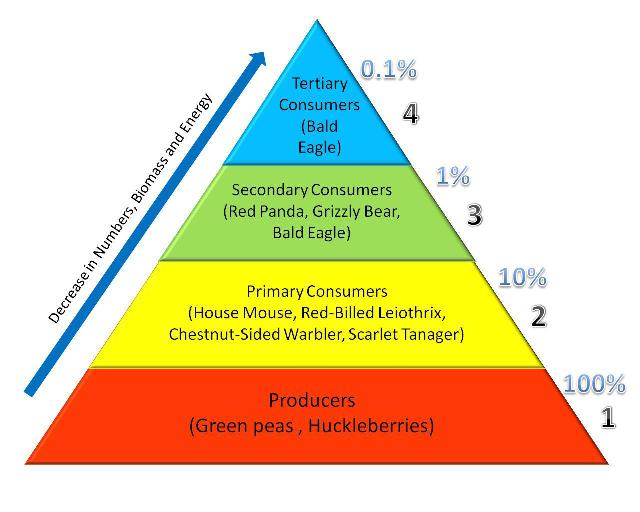 Temperate Deciduous Forest Energy Pyramid